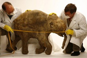 A University of Michigan team studying the remains of a 40,000 year old baby mammoth 