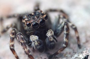 14523370385_a739fffe46_z